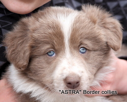 Lilac Female border collie puppy